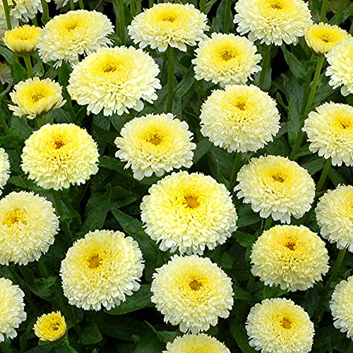 Leucanthemum Luna - Shasta Daisy - Yellow Perennial Flower Outdoor Plant in Pot (10-20cm Incl. Pot)