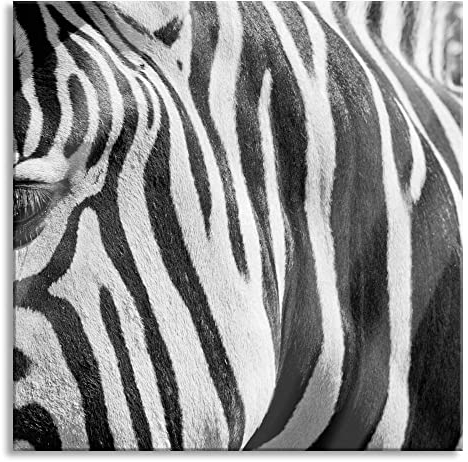 Pixxprint Glasbild, Wandbild auf Echtglas, Zebra Porträt, 40x40 cm, inkl. Aufhängung und Abstandshalter