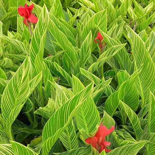 6 pcs canna lily zwiebeln - Canna indica - blumen pflanzen für draußen winterhart canna knollen kaufen blumenzwiebeln sommerblüher, gartenblumen balkonpflanzen frühling exotische pflanzen