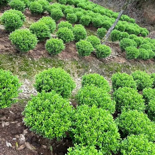 200 pcs buchsbaum samen deko garten stauden winterhart mehrjährig gartenpflanzen winterhart mehrjährig hecke garten blumen bonsai samen samen anzucht blumensamen balkon zimmerpflanzen