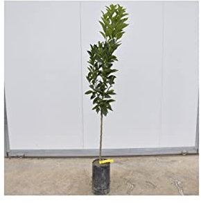 Albero Arancio Sanguinello 3 anni