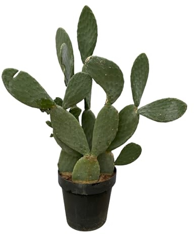Trendyplants - Opuntia Ficus Indica - Kaktus - Höhe 130-150 cm - Topfgröße Ø50cm