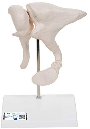3B Scientific 3B Smart Anatomy A101 Gehörknöchelchen-Modell, 20-fach vergrößert + kostenlose Anatomie App - 3B Smart Anatomy