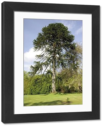 Media Storehouse Framed 16x12 Photo of MAB-12 Monkey Puzzle TREE/Chilean Pine - in gardens of Dunvegan (3747890)