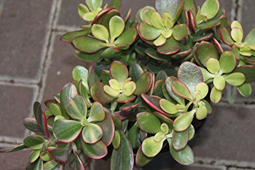 Garden Market Place Planta de Interior para la casa y la Oficina - Planta del Dinero - Crassula Ovata