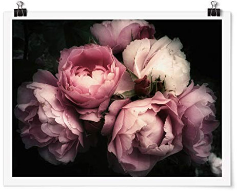 Bilderwelten Poster - Pfingstrosen vor Schwarz Shabby - Selbstklebend seidenmatt 45 x 60cm