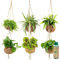 vdvelde.com - Ecoworld Hängende Zimmerpflanzen Echt - Jungle + Tropical Pflanzenhänger 6er Set - Hängepflanze mit Kokosnuss - Zimmer Hangepflanzenhalter und Dünger - Grünpflanzen Topf Ø12 / Höhe 40 cm