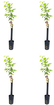 HIFAS- Árbol Frutal castaño. Pack de 4 árboles. Produce castañas grandes y setas (Boletus edulis). Altura 1-1,20m. Macetas de 3,5 litros. Variedad Bouche de betizac, injertado sobre castaño híbrido.