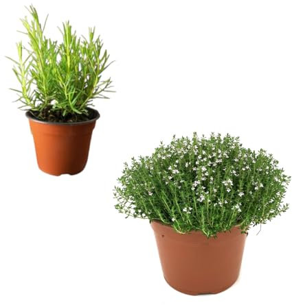 1 ROMERO y 1 TOMILLO Plantas Aromáticas Naturales Ideales para la Casa