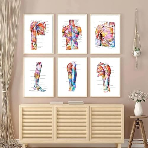 YLHKME Menschliche Anatomie Organ Bilder Leinwand Malerei, Vintage Wandbilder Wohnzimmer Schlafzimmer Deko Poster Kunstdrucke,Ohne Rahmen (B-Rahmenlos,6X50X70CM)