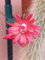 coda di scimmia Hildewintera colademononis pianta grassa cactus pendente fiori rossi
