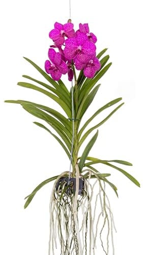 Plant in a Box - Orchidea Vanda 'Tayanee Cerise' - Bianco crema - Altezza 65 cm