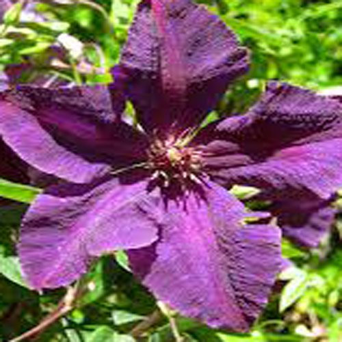 Clematis 'Polish Spirit' 15cm Pot Size