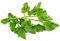 Perifollo encrespada Anthriscus cerefolium Herb, 150 semillas