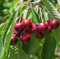 CILIEGIO SIMILE -PRUNUS AVIUM- AMARENA FRANCESE DA MARMELLATA - albero da frutto da esterno pianta vera