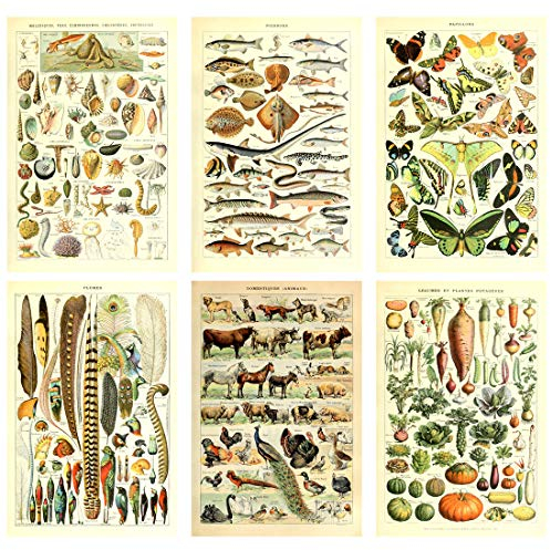 Kunstdruck-Set Biologie & Botanik Poster Druck Meerestiere Muscheln Fische Vögel Schmetterlinge Retro-Vintage Wanddekoration mit Wissenschafts Illustrationen (6er Set)