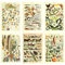Kunstdruck-Set Biologie & Botanik Poster Druck Meerestiere Muscheln Fische Vögel Schmetterlinge Retro-Vintage Wanddekoration mit Wissenschafts Illustrationen (6er Set)