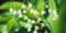 Genipap 100 Stück Reiher Blume Bonsai Pflanzen Weiße Taube Orchidee Blumensamen