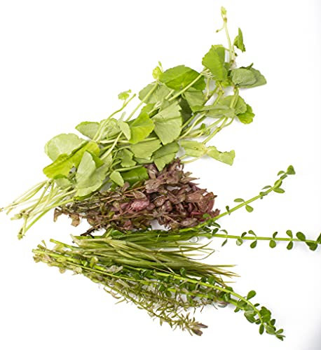 Lincolnshire Pond Plants Ltd - Collection of Aquatic Plants for Your Fish Tank (25 Plant Pack)