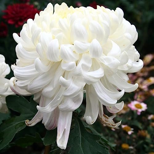 Semillas de Plantas de Flores de crisantemo, 100 Piezas de Semillas de Plantas de Flores de crisantemo Blanco Home Garden Bonsai Balcón Decoración Semillas de crisantemo 100pcs