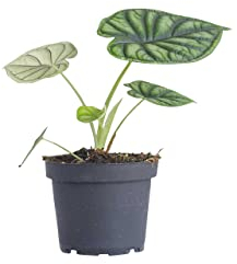 PLNTS - Alocasia Dragon Scale (Pfeilblätter) - Zimmerpflanzen, Pflanzen Echt, Nachhaltige Verpackung Baginda- 12cm Topf - Höhe 20cm - Direkt von der Gärtnerei