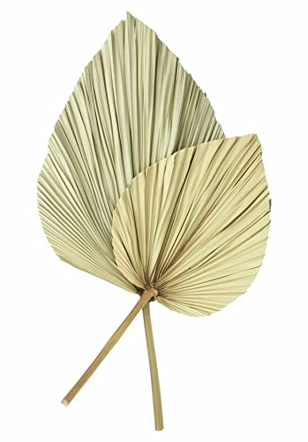 Dekoleidenschaft 2X Dekoblatt Palme getrocknet, Naturprodukt, Palmenblatt, 50 - 70 cm groß, Palmwedel