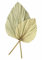 Dekoleidenschaft 2X Dekoblatt Palme getrocknet, Naturprodukt, Palmenblatt, 50 - 70 cm groß, Palmwedel