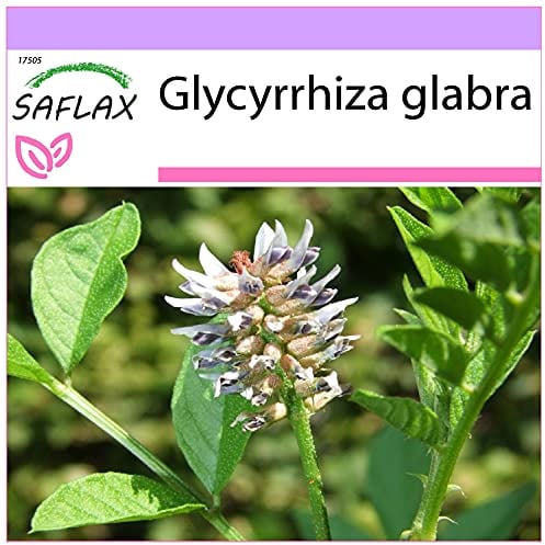 SAFLAX - Réglisse glabre - 30 graines - Glycyrrhiza glabra
