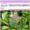 SAFLAX - Réglisse glabre - 30 graines - Glycyrrhiza glabra