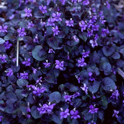 Plant World Seeds - Viola Labradorica Purpurea Seeds (Perennial Flower Seeds)