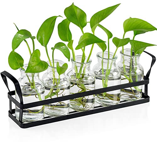 Stations de propagation pour décoration d'intérieur avec support en acier inoxydable, pots de fleurs en verre avec 5 terrariums pour plantes d'intérieur hydroponique, décoration de maison, jardin,