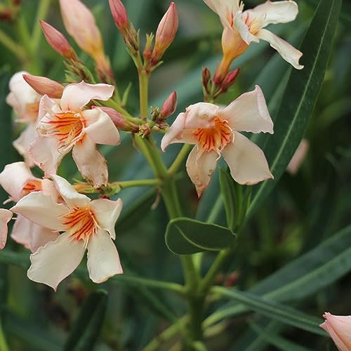 20 Stücke Oleander Samen, Bodendecker Winterhart Mehrjährig (Nerium Oleander) Winterfeste Pflanzen Für Balkon Exotische Pflanzen Winterhart Balkonpflanzen Frühlingsblumen Winterharte