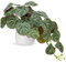 Hollyone Artificial Plants in Ceramic Pots, Fake Begonia Versicolor Decorative Faux Potted Plants, Realistic House Plant Indoor for Home Décor, Bathroom, Living Room, Kitchen, Shelf Decorations