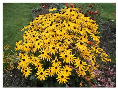 3 x Rudbeckia fulgida 'Goldsturm' (Winterhart/Staude//Mehrjährig/Stauden) Sonnenhut - Dauerblüher mit leuchtender Präsenz - Sehr Bienenfreundlich - Sehr wertvolle Staude - von Stauden Gänge