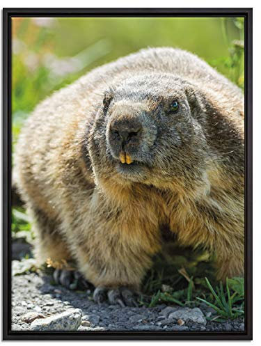 Pixxprint Biber im Gras Leinwandbild 80x60 cm im Bilderahmen, Wandbild, Schattenfugenrahmen, Kein Poster