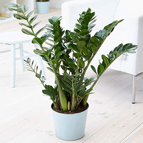 Planta para Interior Zamioculca Zamiifolia - Árbol Decorativo para el Hogar en Maceta de 1 x 13cm