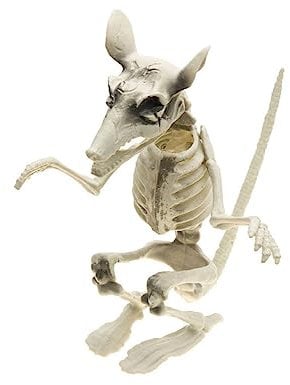 Chaks Gruselige Skelett Ratte - 29 cm - Halloween Deko | Beige