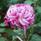 300 pcs winterharte chrysanthemen pflanzen samen - gartensamen bonsai samen chrysantheme,Chrysanthemum morifolium, hochbeete für garten wildblumenwiese saatgut mehrjährig zimmerpflanze