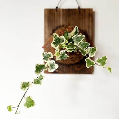 Efeu Pflanze Samen、 zimmerpflanzen、büro deko grünpflanzen、garten geschenk hängepflanzen winterhart mehrjährig、gartenpflanzen luftreinigende zimmerpflanzen、balkon deko 150pcs