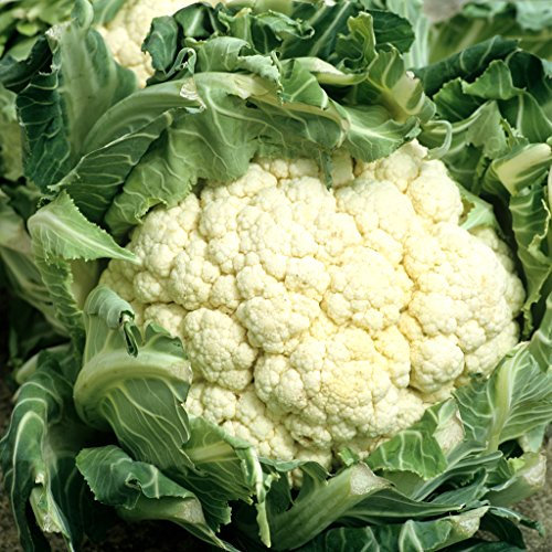 Graine de chou fleur merveille de toutes saisons (1 grammes)