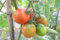Portal Cool 20 Samen/Berao Bio-Tomatensamen