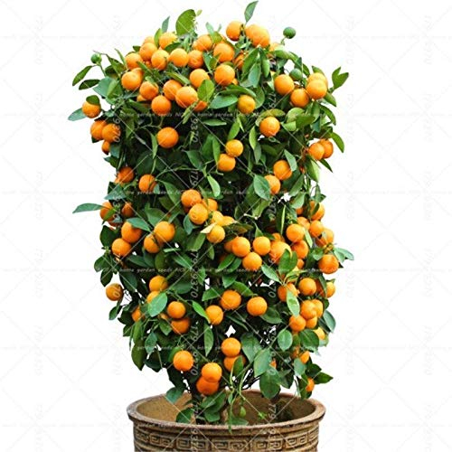 Portal Cool 40Pcs Bonsai orange Topf Essbare Tangerine Zitrusfrucht Dwarf Orange Tree In