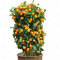 Portal Cool 40Pcs Bonsai orange Topf Essbare Tangerine Zitrusfrucht Dwarf Orange Tree In