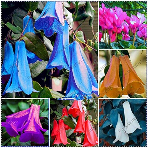 5: Neue Seltene 50 Teile/beutel Chilenische Glockenblume (Lapageria Rosea) Samen, Immergrün, Dauerhaft, Teil Schatten, Diy Garten Blume Pflanze