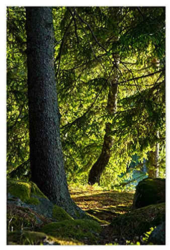 artboxONE Poster 30x20 cm Natur Sonne im Wald hochwertiger Design Kunstdruck - Bild skandinavien felsen moos