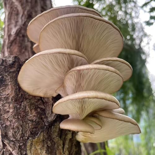Semi di ostrica, semi di Pleurotus letto di erbe semi di piante d'appartamento, Vaso rialzato per piante da seme biologico Semi biologici aiuola rialzata semi esotici 100pcs