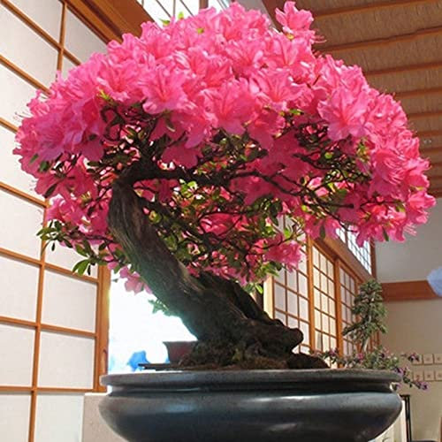 Generic 40 Unids/bolsa Sakura Seeds Easy Plant Fantastic Non GMO Bonsai Floración Semillas de flor de cerezo para el hogar para plantar en interiores o exteriores semillas de sakura