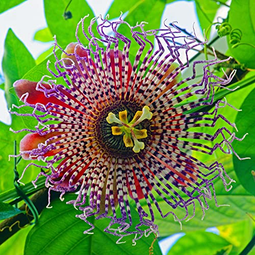 50pcs Rot Passionsblume Pflanze Samen FrüHlingsblumen Obstsamen Kletterpflanzen Winterhart Balkonpflanzen Blumensamen Als Gastgeschenk Exotische FrüChte