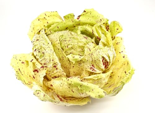 1000 Samen Chicoree Variegated of Lusia Salat Gemüse Chicory Vegetables Garten