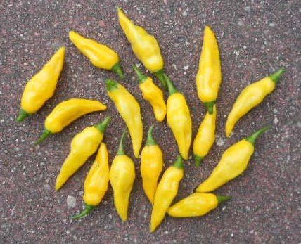 Chili Aji Limo 10 semillas (rendimiento de locura)